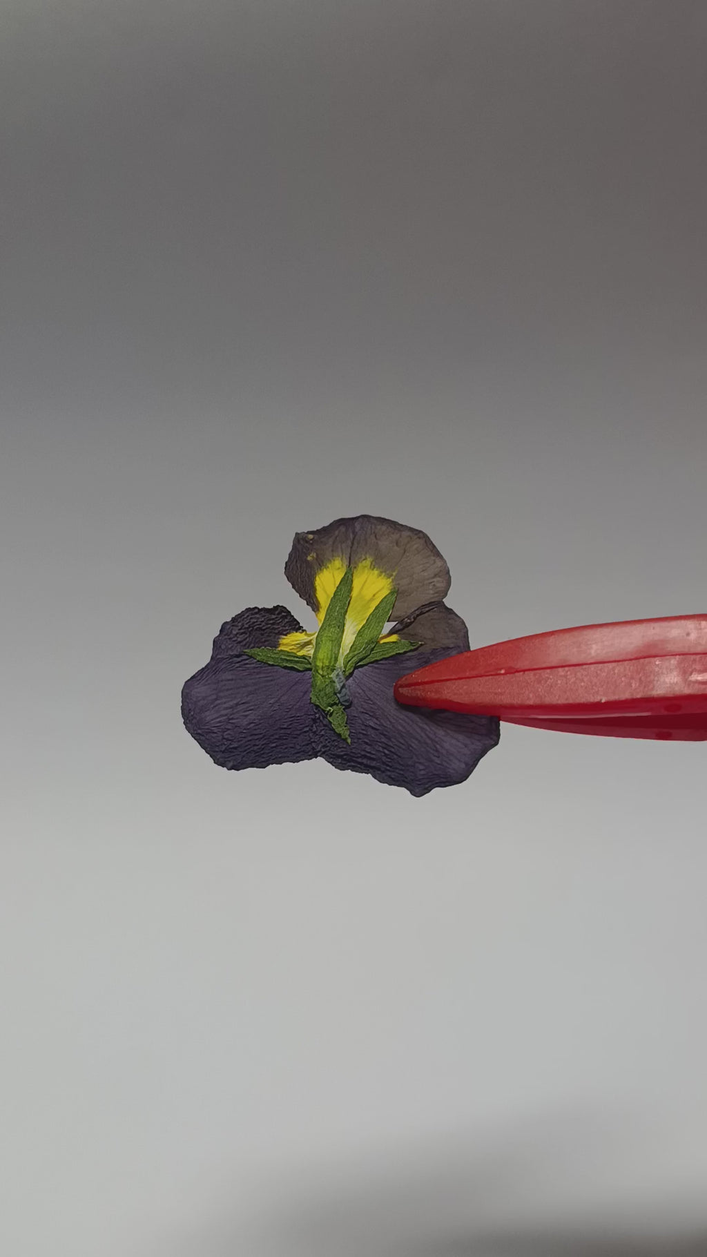 1000 Organic Hand Pressed Pressed Edible Pansy Flowers