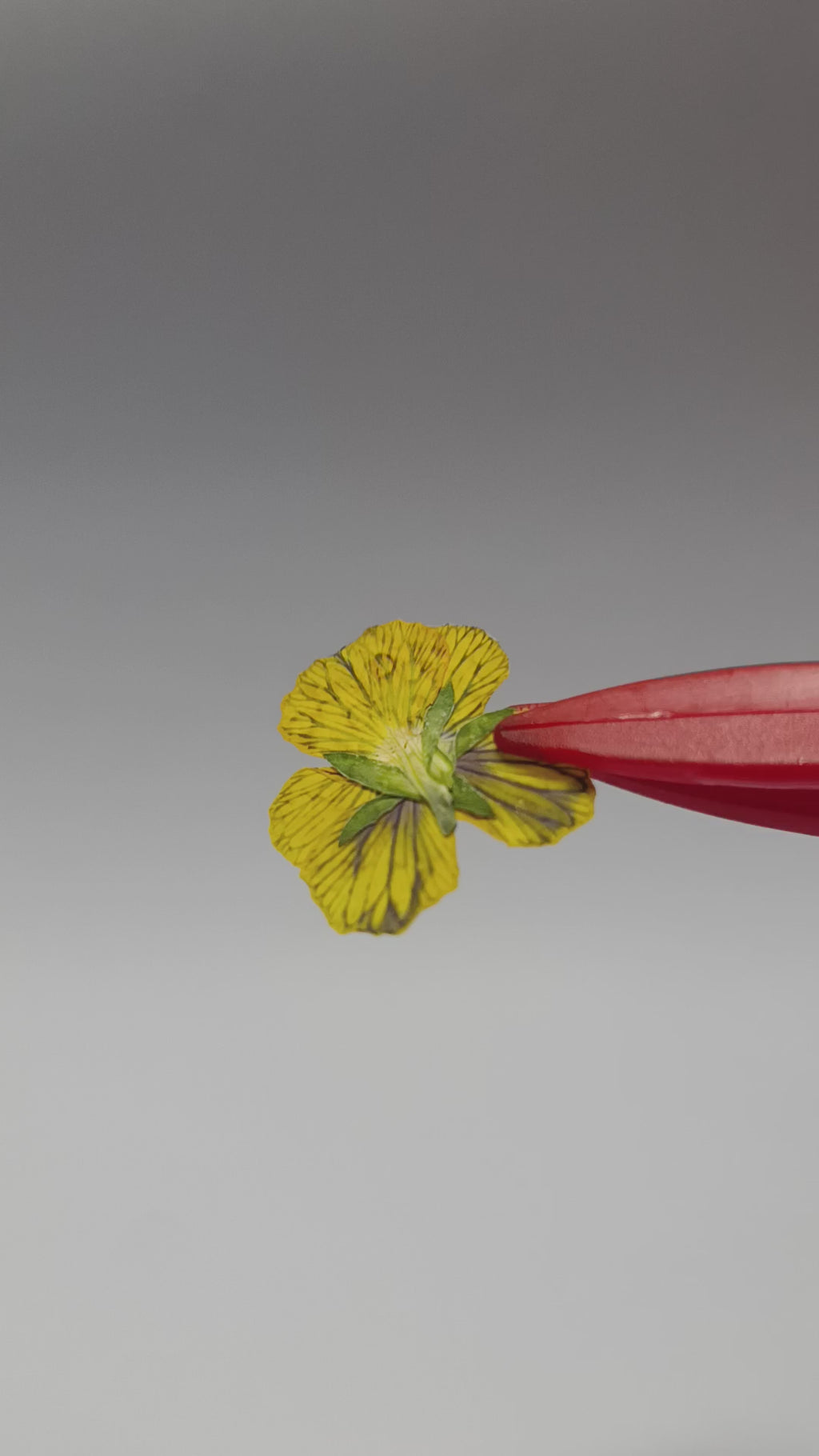 1000 Organic Hand Pressed Pressed Edible Pansy Flowers