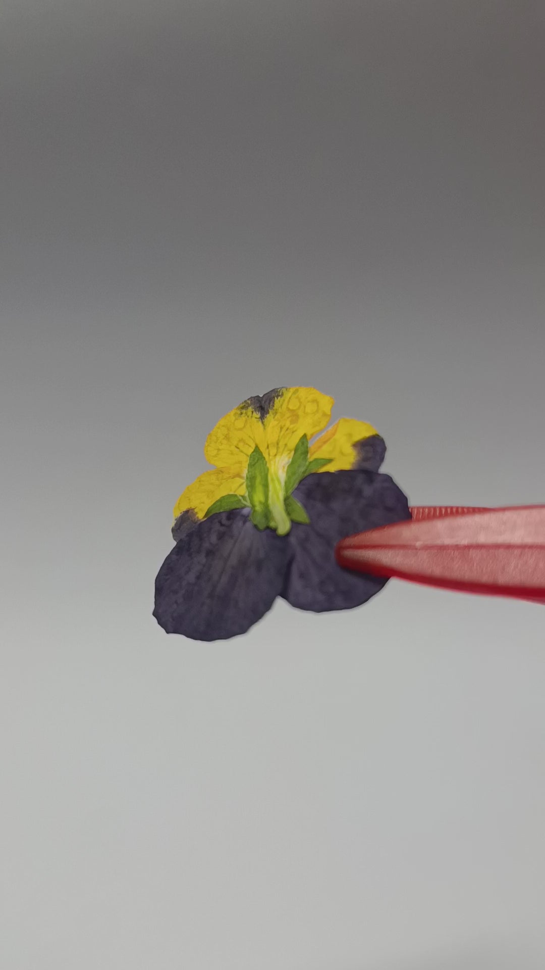1000 Organic Hand Pressed Pressed Edible Pansy Flowers