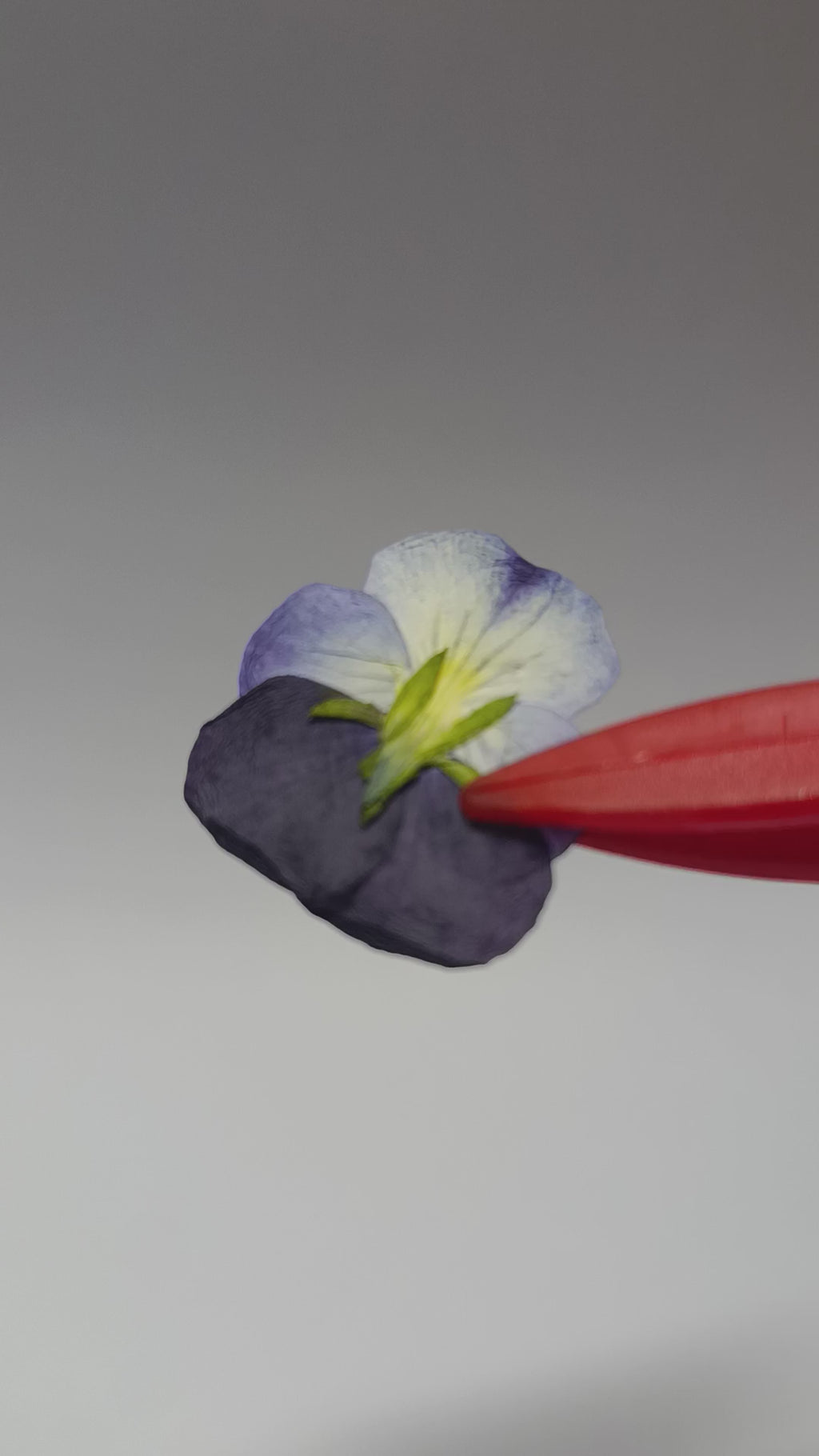 1000 Organic Hand Pressed Pressed Edible Pansy Flowers
