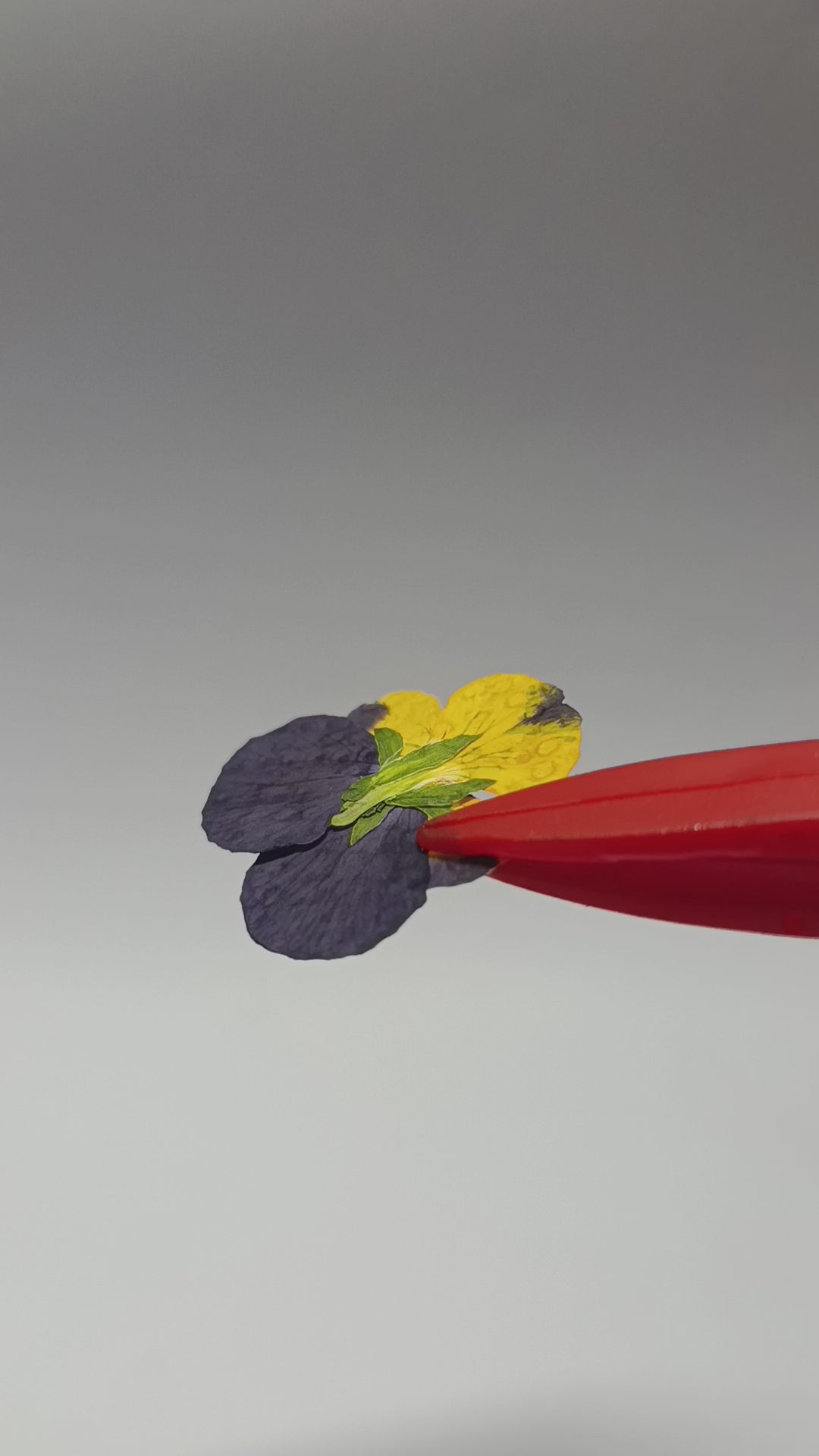 1000 Organic Hand Pressed Pressed Edible Pansy Flowers