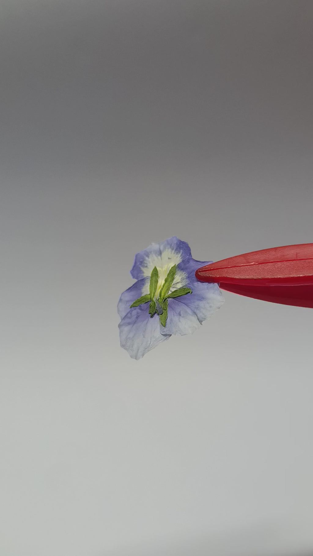 1000 Organic Hand Pressed Pressed Edible Pansy Flowers
