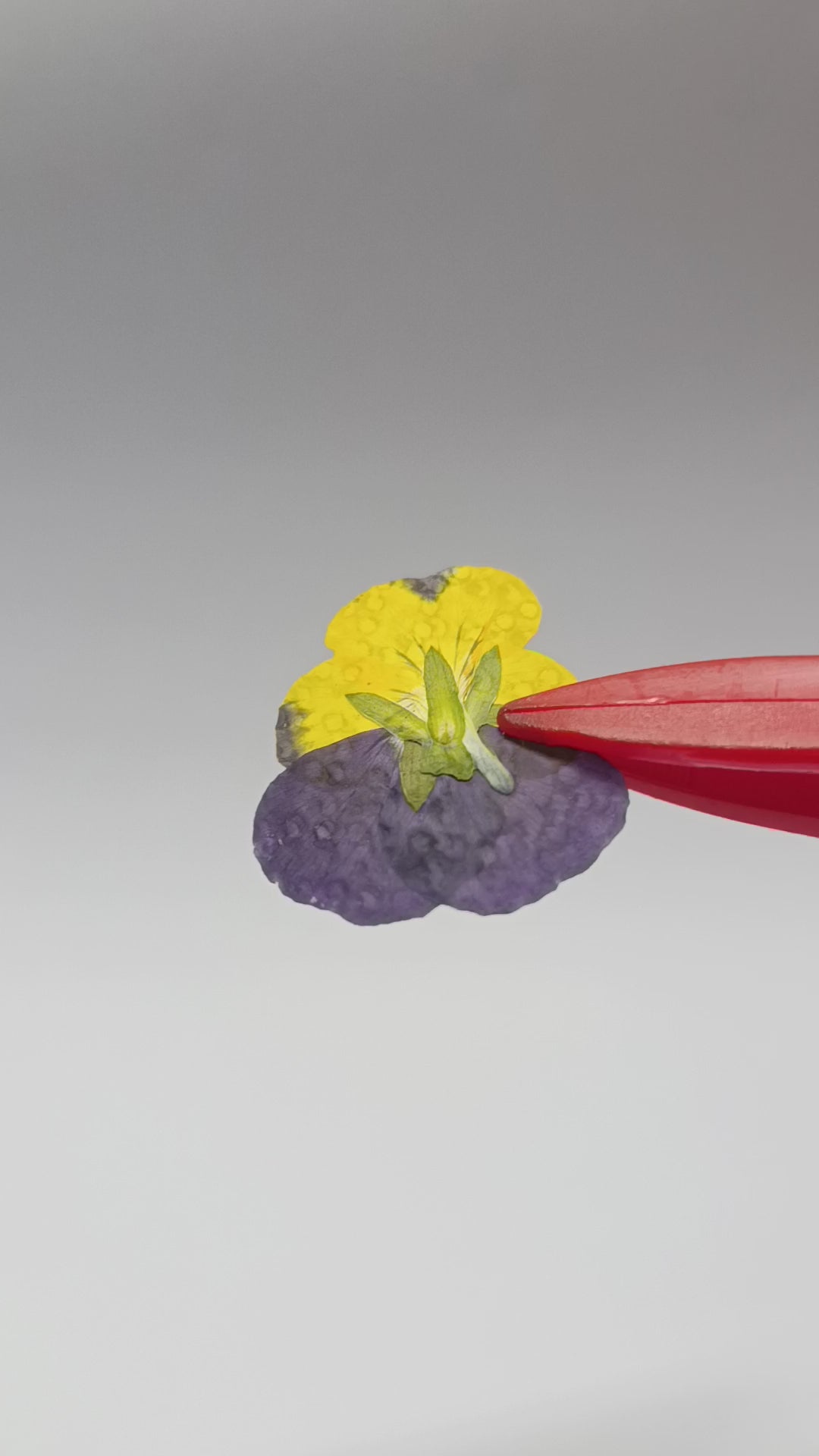1000 Organic Hand Pressed Pressed Edible Pansy Flowers