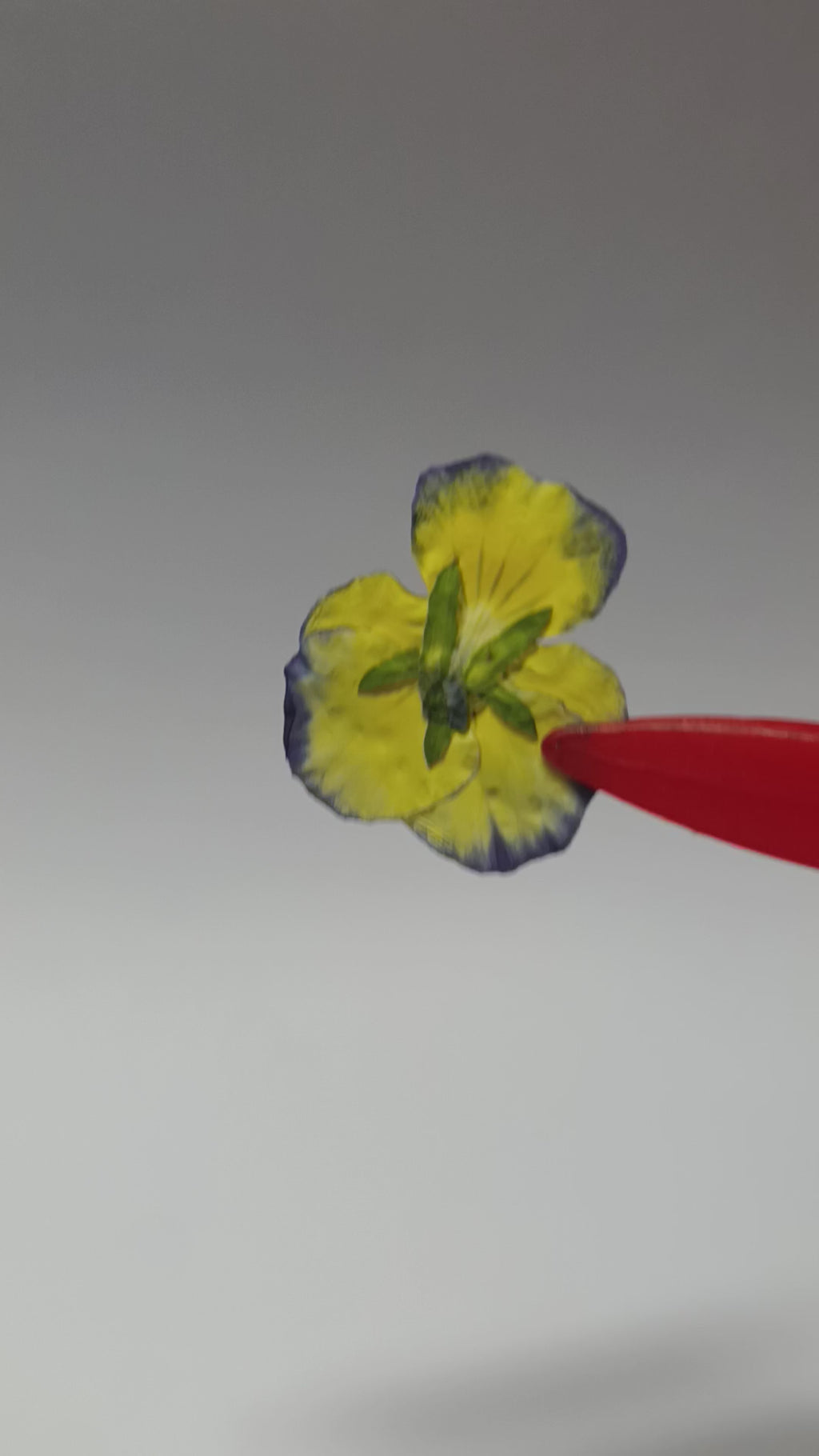 1000 Organic Hand Pressed Pressed Edible Pansy Flowers