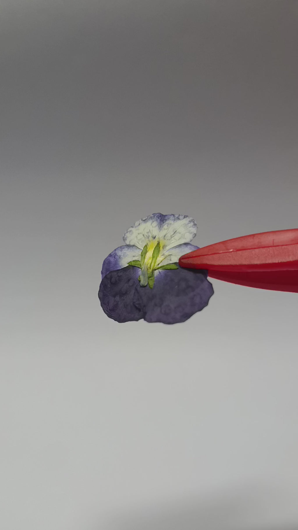 1000 Organic Hand Pressed Pressed Edible Pansy Flowers