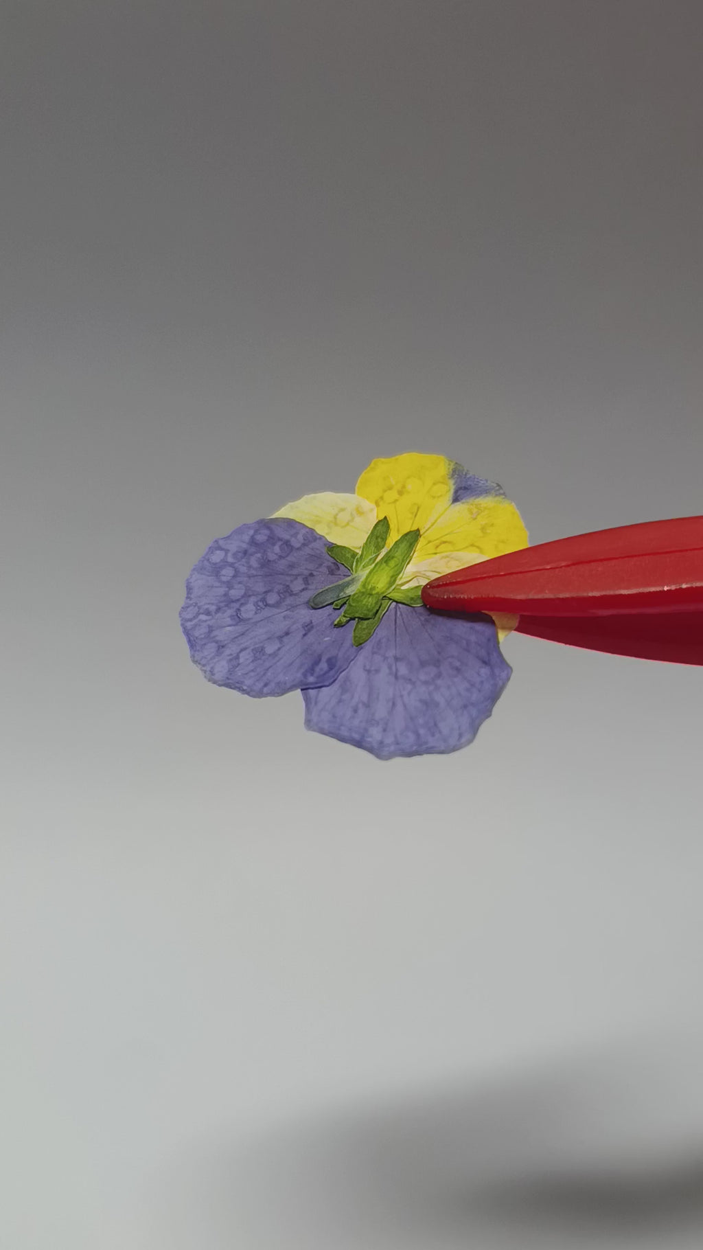 1000 Organic Hand Pressed Pressed Edible Pansy Flowers