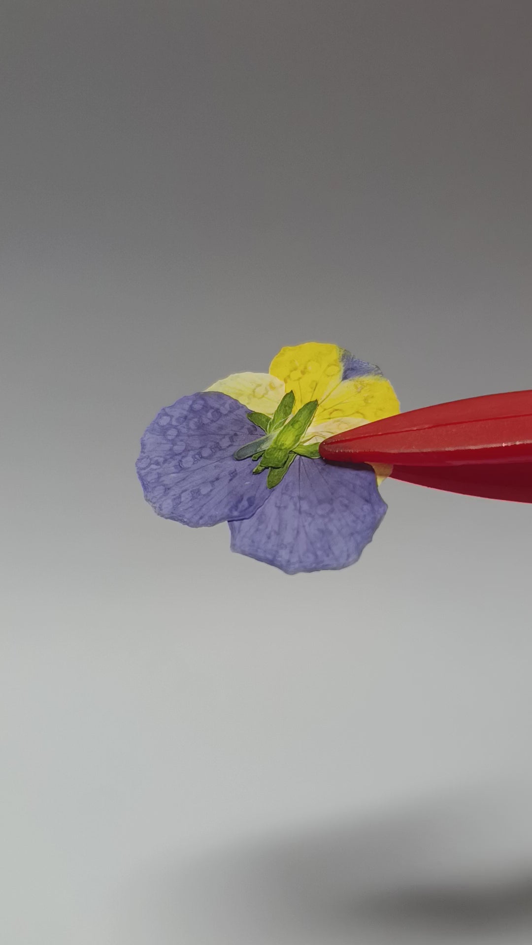 1000 Organic Hand Pressed Pressed Edible Pansy Flowers