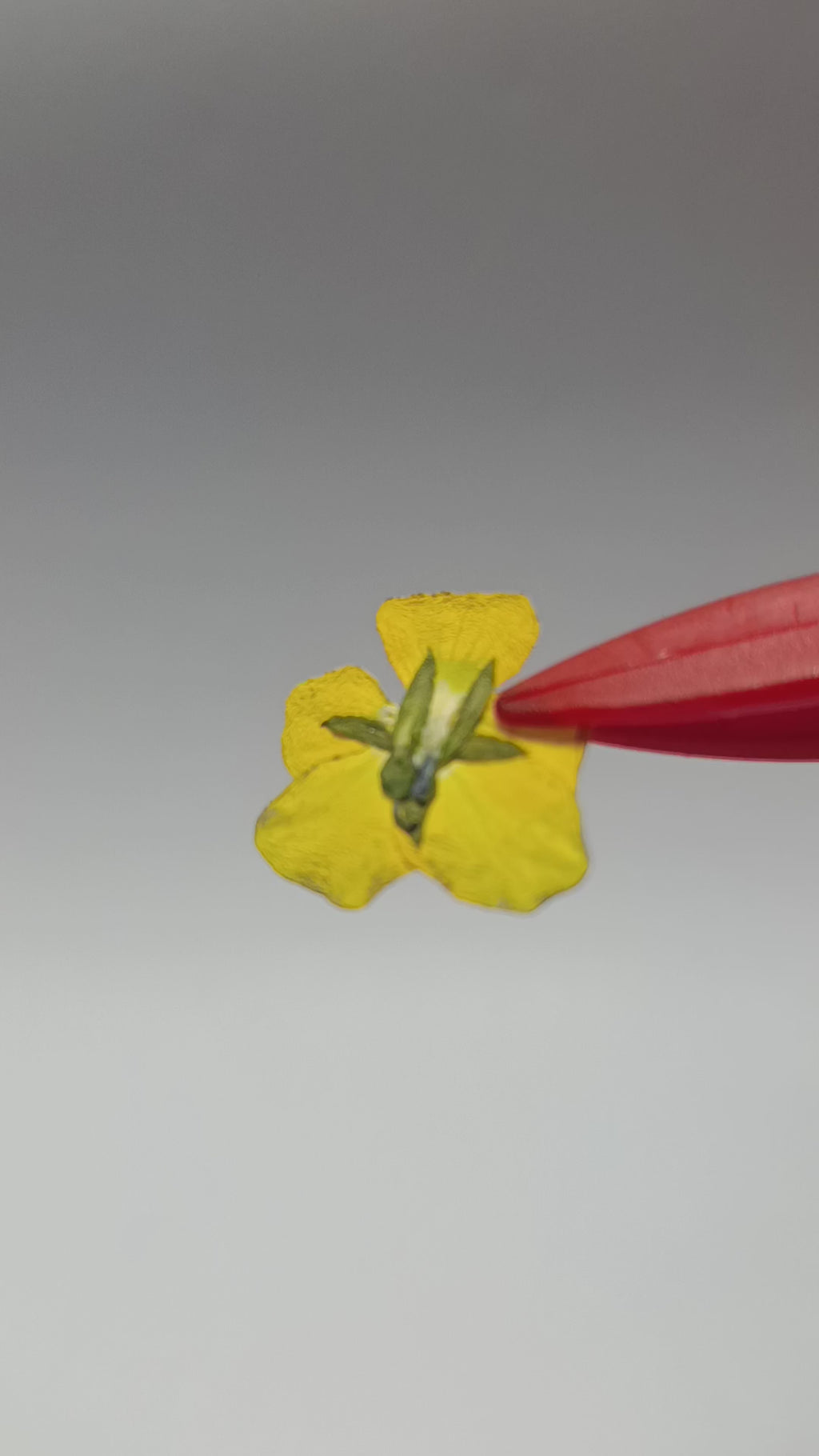 1000 Organic Hand Pressed Pressed Edible Pansy Flowers