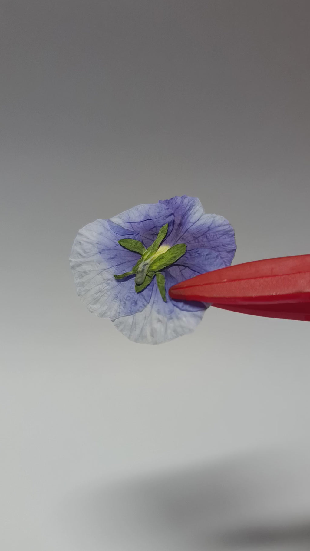 1000 Organic Hand Pressed Pressed Edible Pansy Flowers