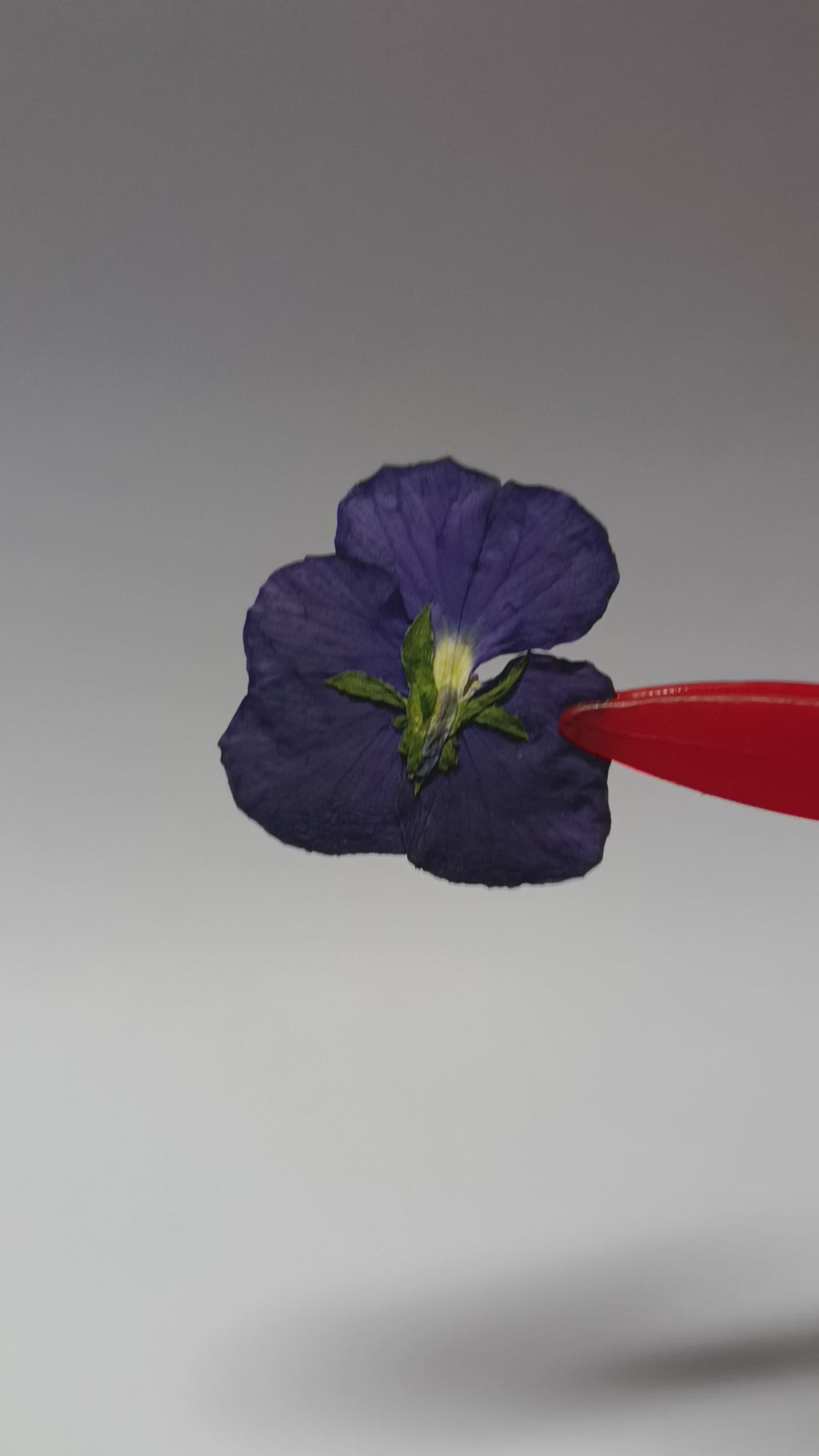1000 Organic Hand Pressed Pressed Edible Pansy Flowers