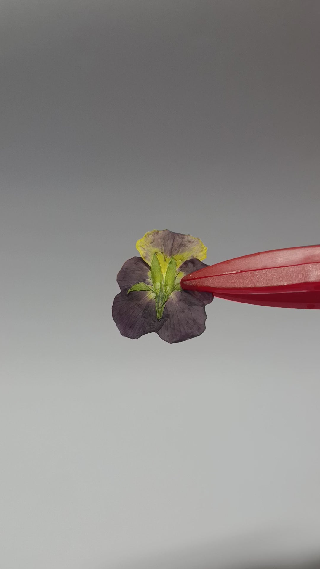 1000 Organic Hand Pressed Pressed Edible Pansy Flowers