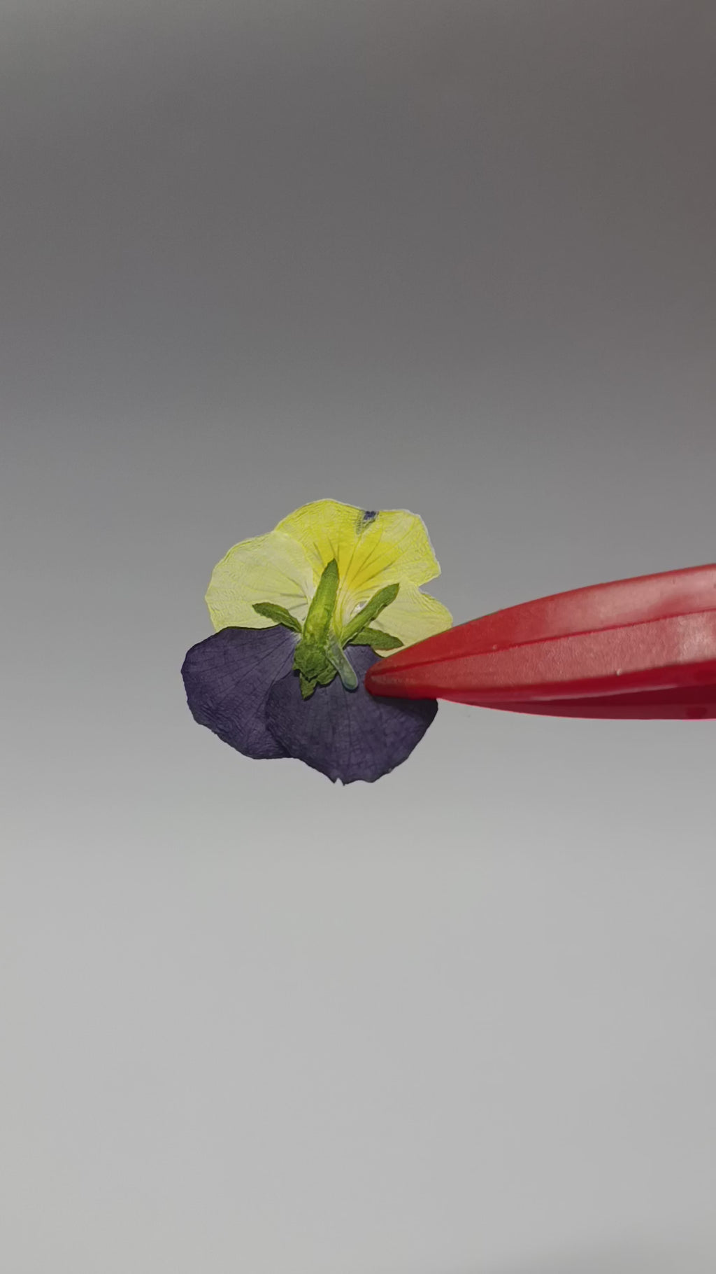 1000 Organic Hand Pressed Pressed Edible Pansy Flowers