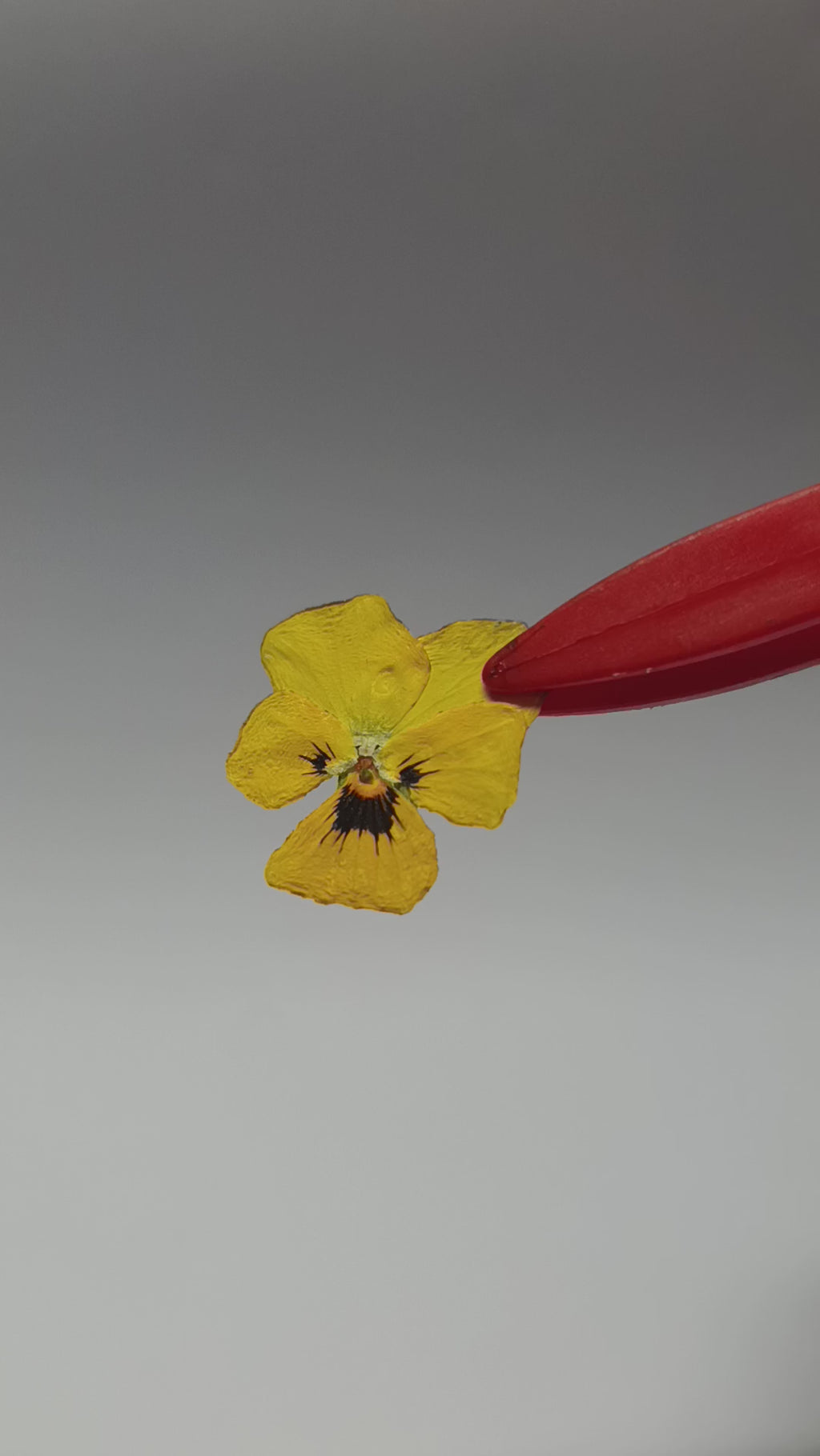 1000 Organic Hand Pressed Pressed Edible Pansy Flowers