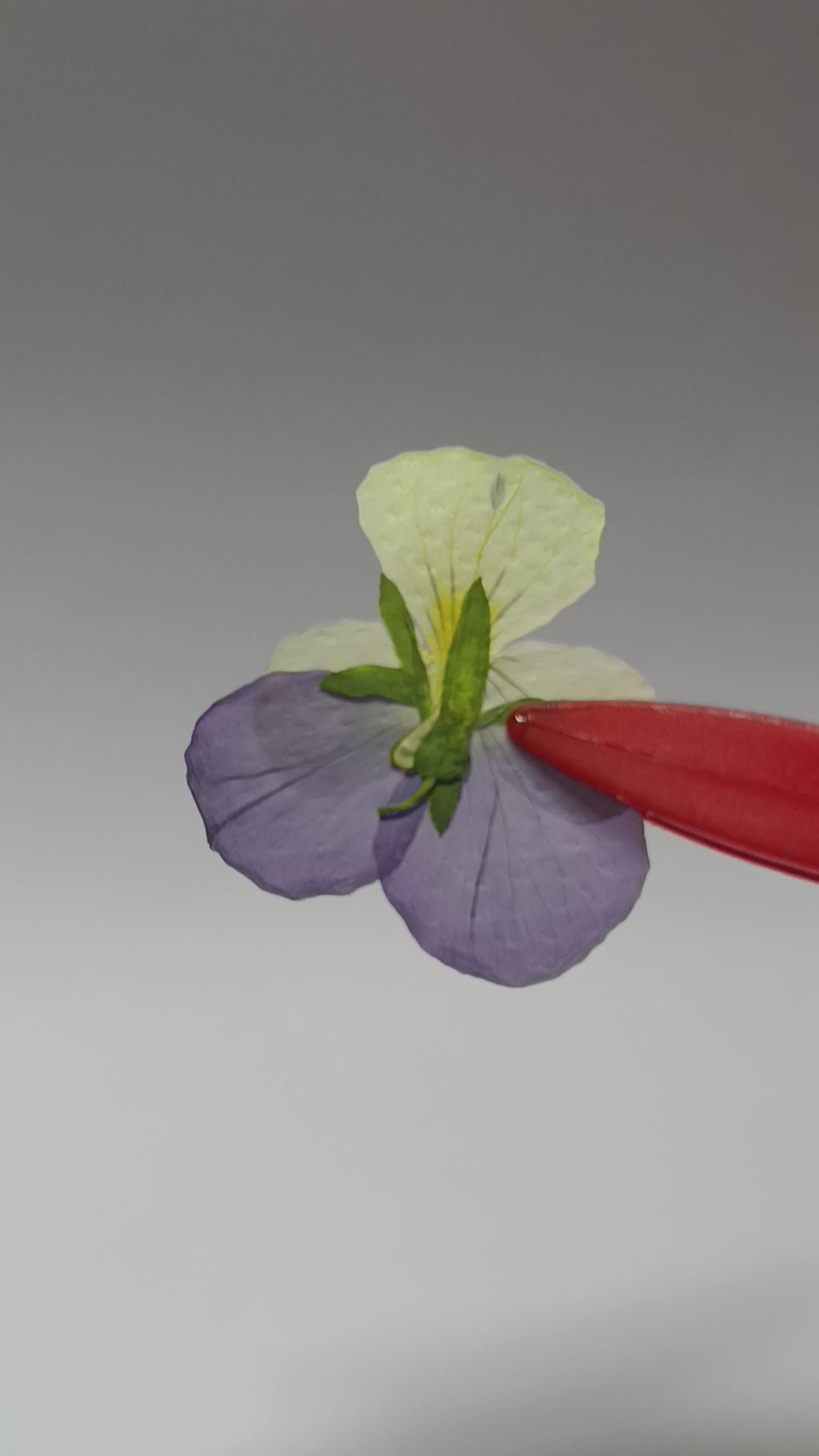 1000 Organic Hand Pressed Pressed Edible Pansy Flowers