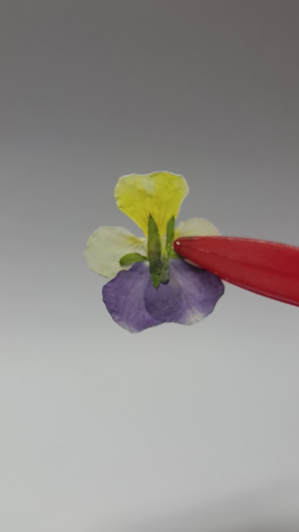 1000 Organic Hand Pressed Pressed Edible Pansy Flowers