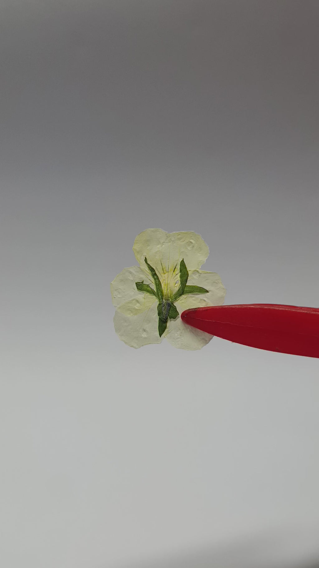 1000 Organic Hand Pressed Pressed Edible Pansy Flowers