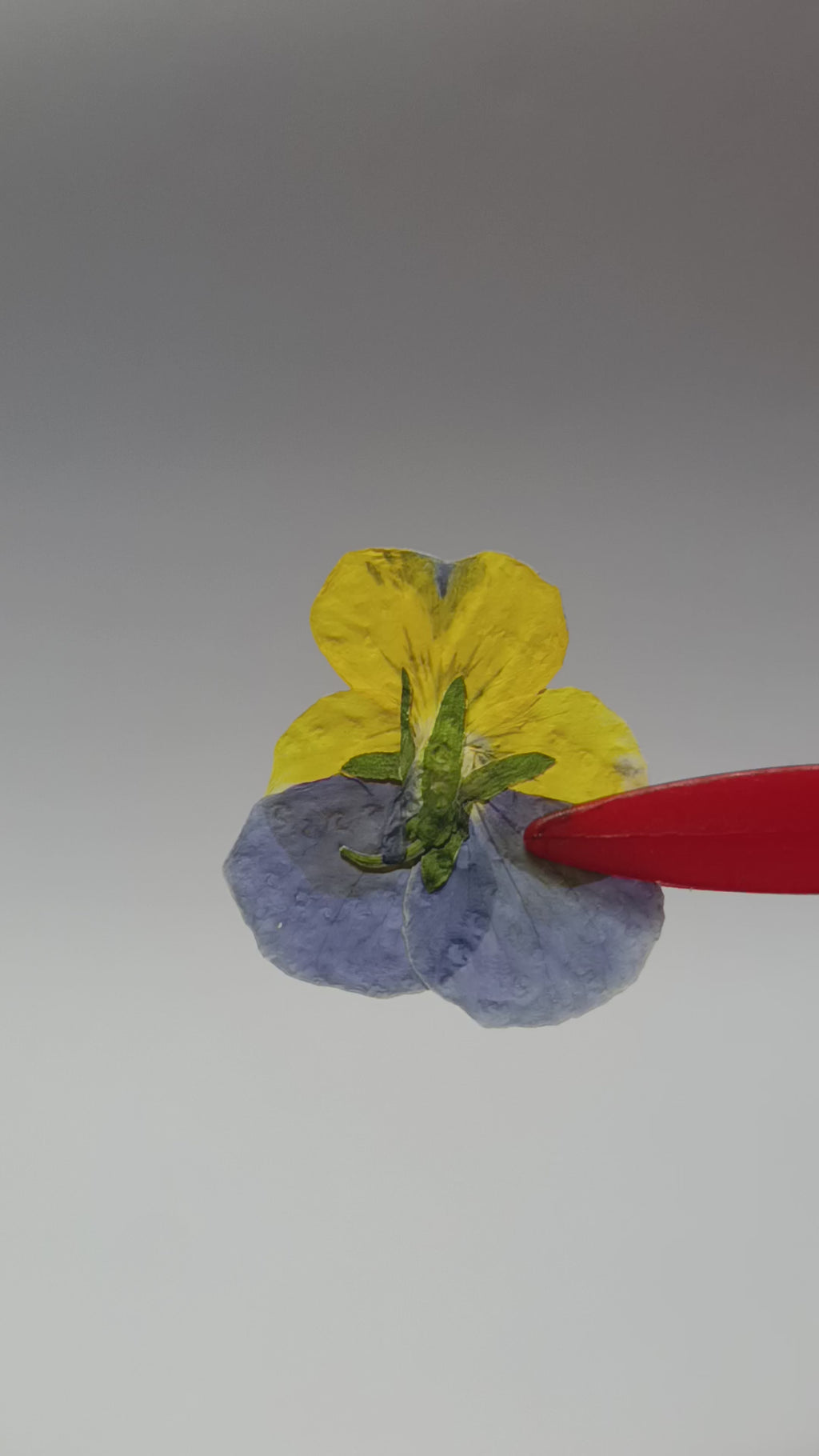 1000 Organic Hand Pressed Pressed Edible Pansy Flowers
